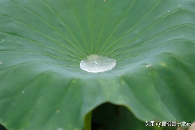 赏滇池湖畔的“夏雨荷”，就来晋宁甸心村