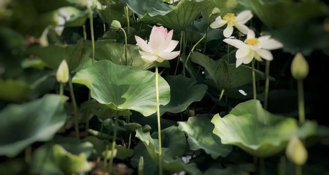 限定版夏日浪漫！闯入淄博的「莫奈花园」！