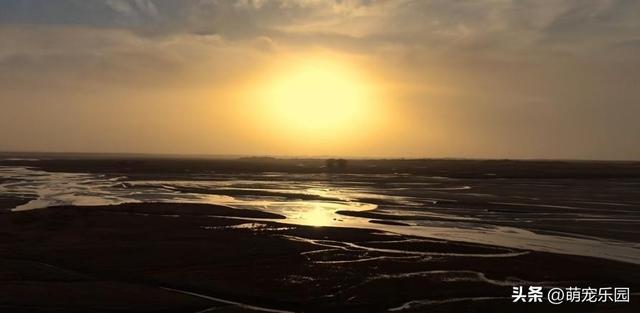 民丰县黄昏时分，尼雅河畔惊现灰鹤群，夕阳下美得让人窒息