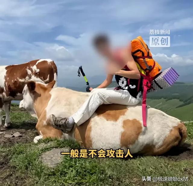 五台山牛群攻击游客反转！疑景区甩锅"挑衅"，当事人曝更多细节
