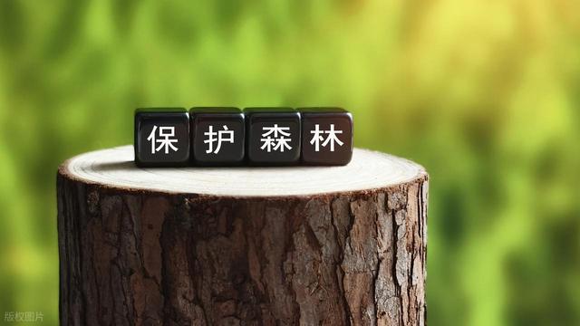 从猎尽到回归：野牛带我们找到北美原住民的“精神密码”