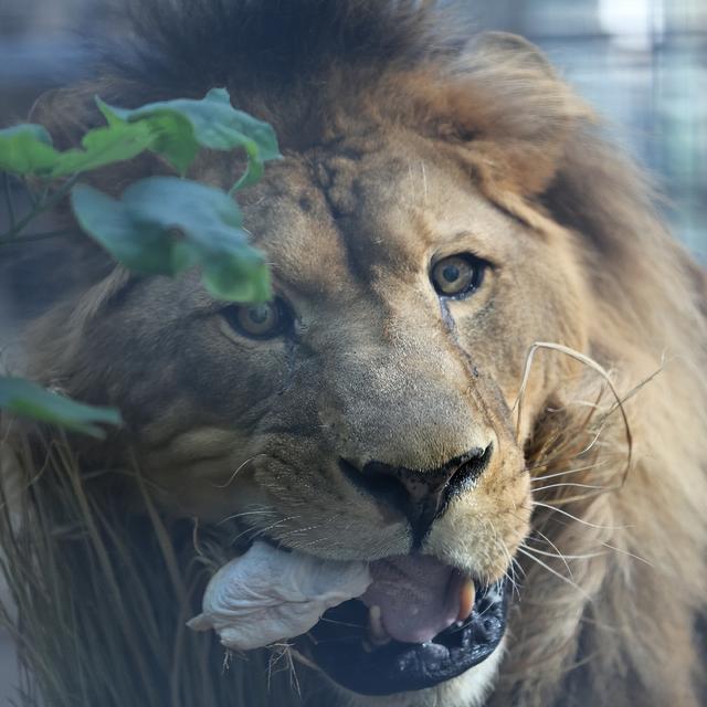 山东有自己的“疯狂动物城”！