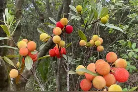 深圳马峦山野杨梅采摘攻略：山野间，摘一口初夏的酸甜，五一冲啊图片