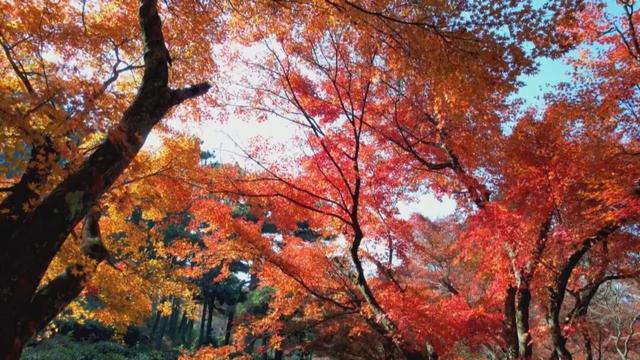 庐山景区开启2025年金秋赏枫季