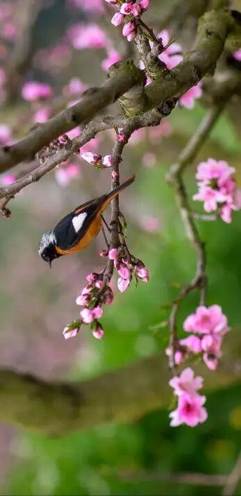 全部免费！成都春日赏花攻略来了，梨花、桃花、李花都开好了！