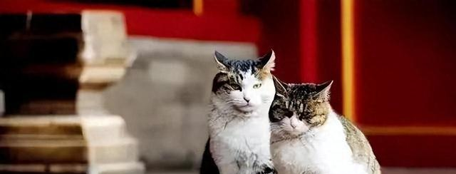 故宫有200多只猫，从未有人驱赶，单霁翔院长：它们是活着的文物