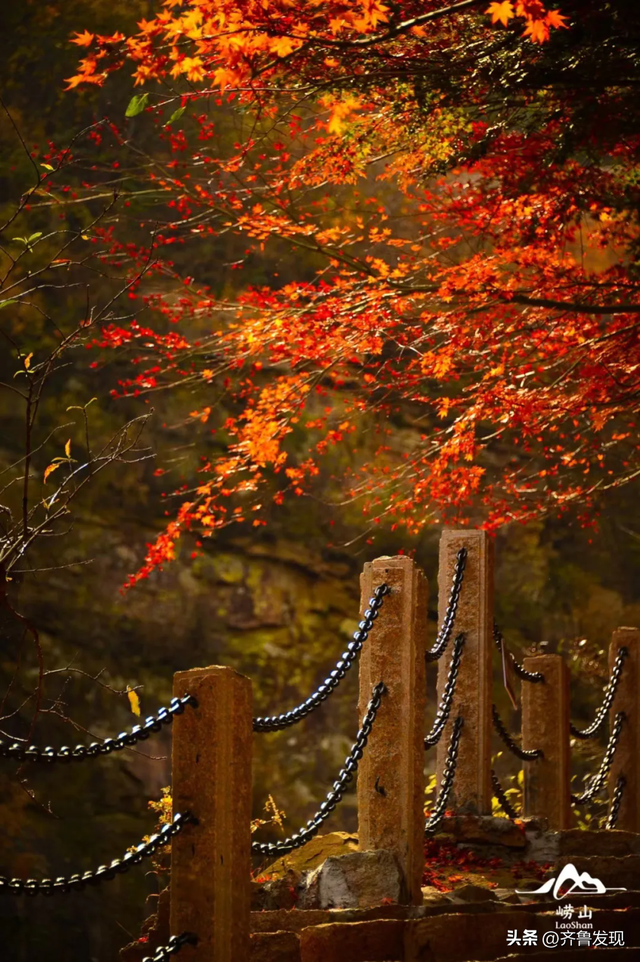 崂山赏秋攻略出炉！快收藏！（内附赏秋地图）