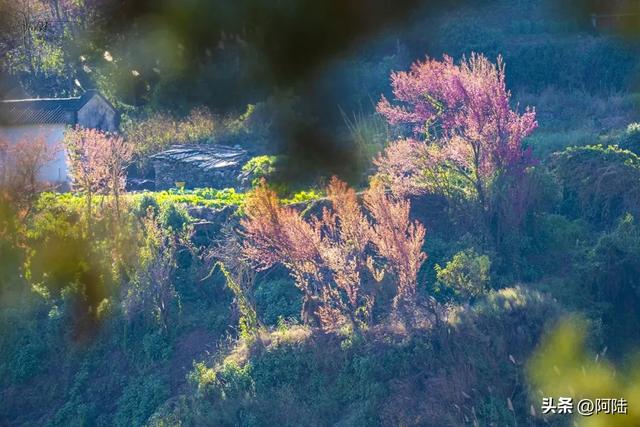 大理的樱花之美一如杭州的桂花之香,满城皆是,随处可闻