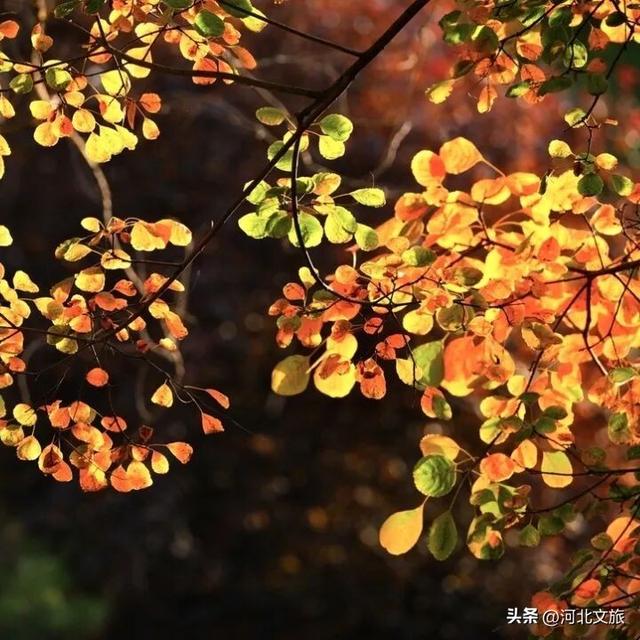 秋日，不去一趟石家庄植物园，会留遗憾