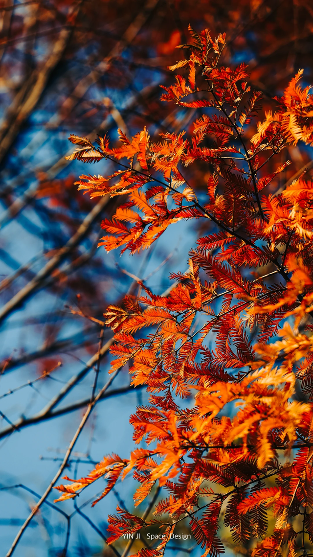 临沂「红杉」「红枫」浓度拉满，出片率100%