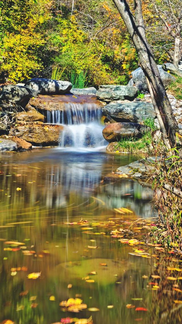层林尽染映照金 红叶秋景正当时