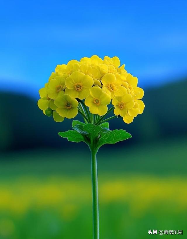 每片叶子诉说故事，走进自然怀抱，治愈疲惫灵魂的天然氧吧