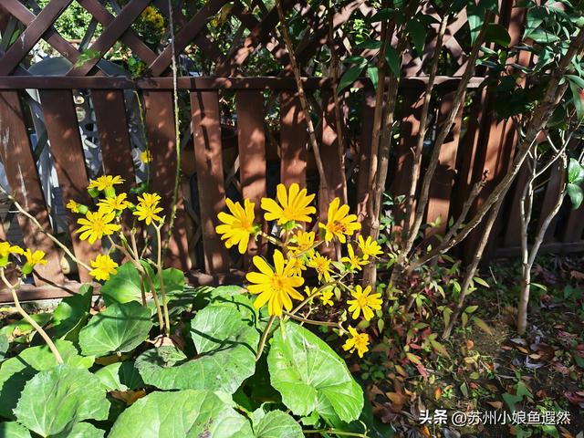 苏州天平山红叶爆火？我躲进姐姐家的“中国红枫秘境”偷个闲