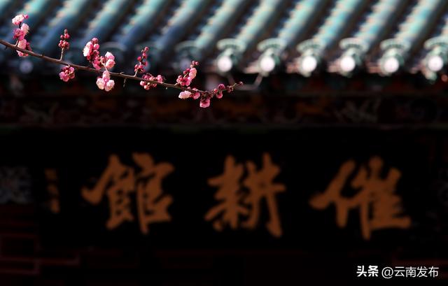 昆明大观公园梅花开了