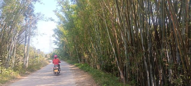 ：：：荔枝树与村：：：