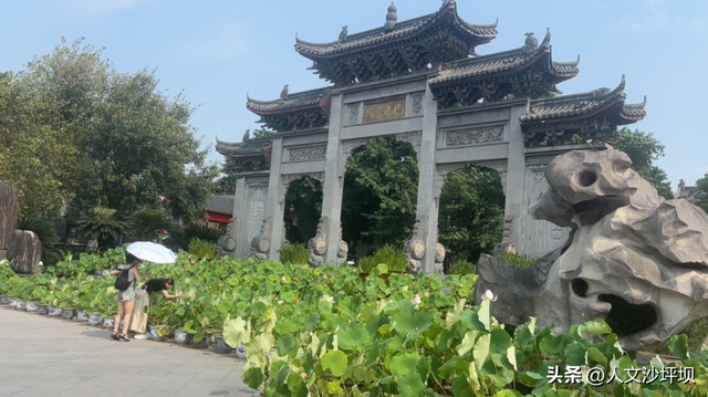 轨道交通可达免费耍！重庆这个公园芦苇盛开！拍照超出片!