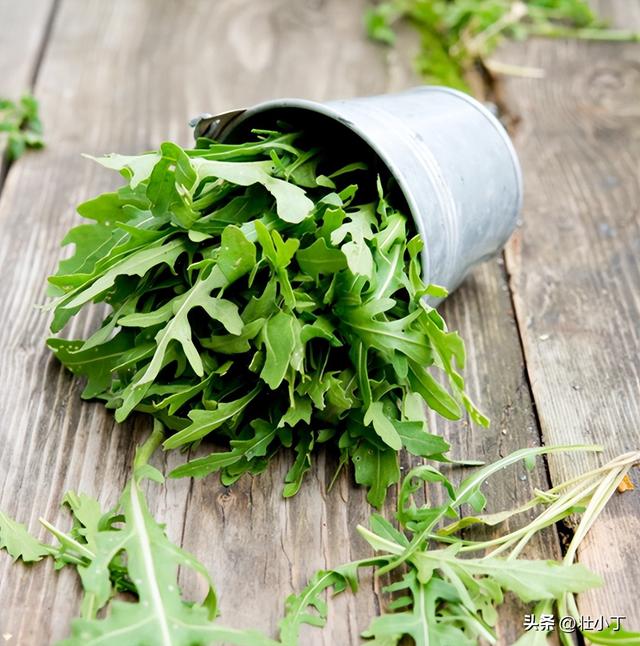 家里芝麻菜自由真这么简单？30天就能吃，三招教你实现西餐香料梦