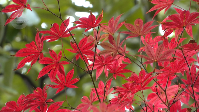 春城的秋天是什么颜色？来黑龙潭，给你一片火红的答案