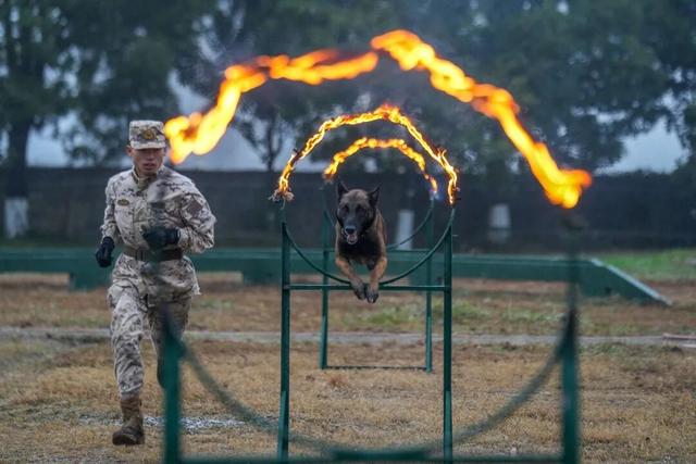 陆军	、海军、空军、火箭军	、联勤保障部队、武警部队，全军开训！