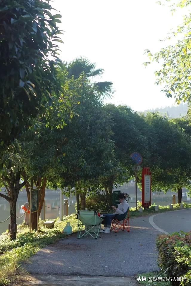 藏不住了!望城这片小众银杏秘境已到最佳观赏期,还能露营、骑行、摘果子