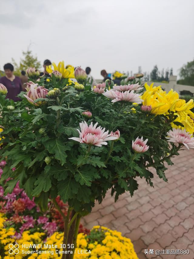 今年唐山南湖菊展从规模到品种在我印象中是多年来的第一次
