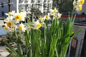 水培水仙花开败了，不要丢了，剪掉叶子埋土里，还能继续开！图片