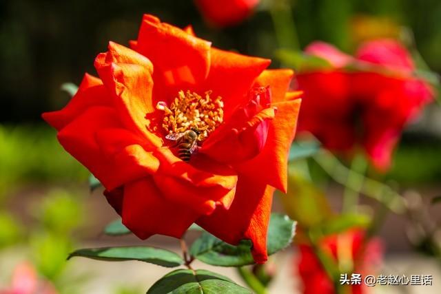 红玫瑰与白玫瑰：她为何越界，他又何从“朱砂痣”沦为“蚊子血”