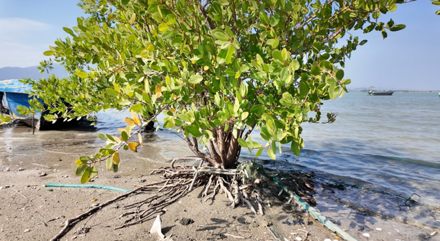 这曾是南海龙王，争夺海棠湾的战场，近几天是天文大潮，适合赶海