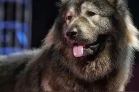 一只狗卖了4122万元，印度人买到全球最贵的狗！8个月就长到150斤图片