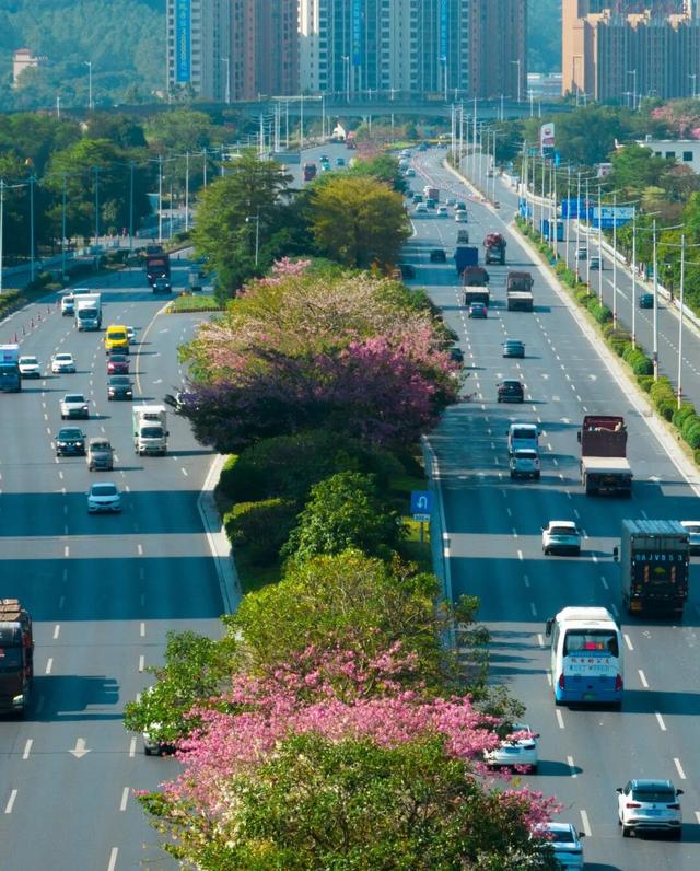 一秒圈“粉”！鼎湖的“美人树”盛情绽放