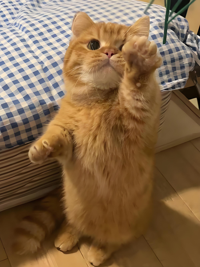 哪个猫粮性价比高？这几款省钱还能满足猫咪需求