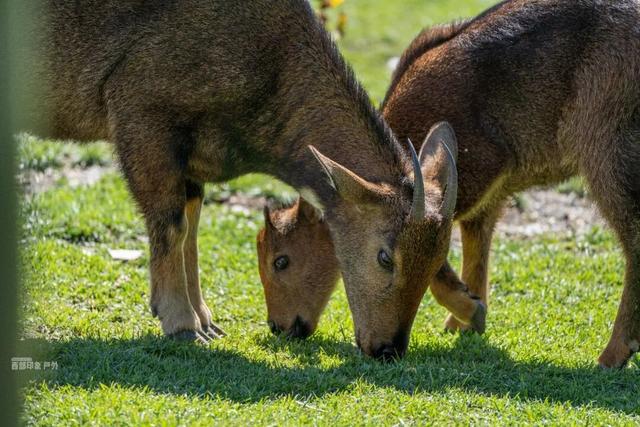 库拉岗日，“戏”真多！