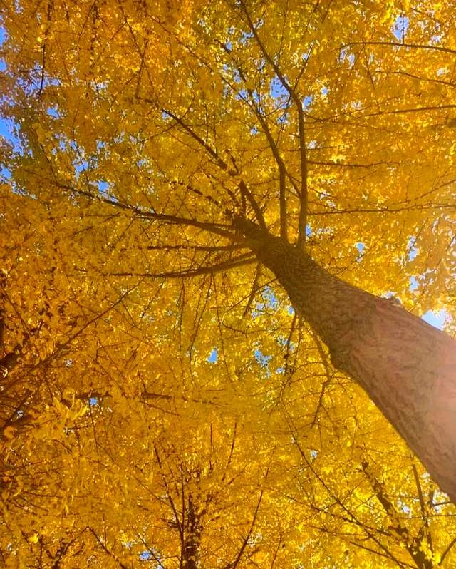 北京深秋“值得”逛得3处公园，景色一个比一个唯美！