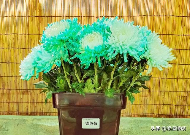 “中山秋韵，菊映盛世”，赏菊南京中山植物园（下）