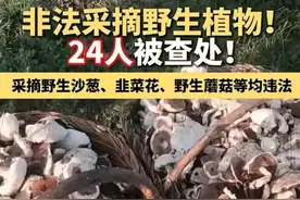 闹大了！内蒙古24人因采摘沙葱、韭菜花被严厉查处！评论区沦陷！图片