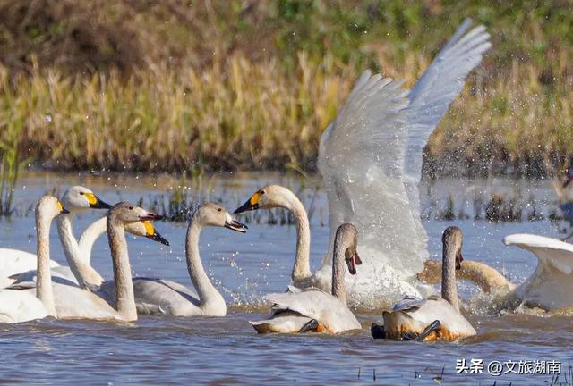 冬天来湖南,至少有4种玩法