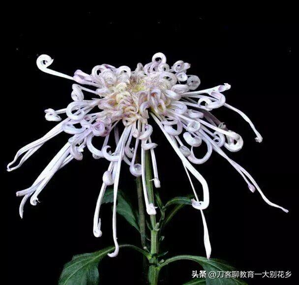 麻城旅游：2025年金秋，麻城五脑山菊花大观园福菊飘香，花海烂漫