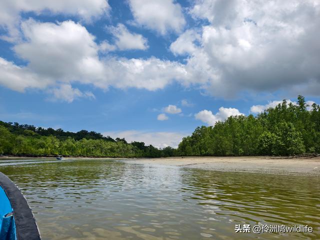 马来西亚(36)砂拉越州⑩峇哥国家公园夜间徒步体验