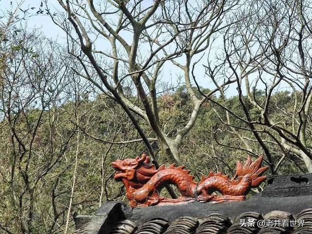 醉在桃花岛 文‖井明新