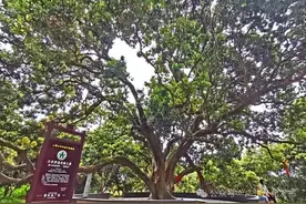 岭南珍馐，地理瑰宝！晚熟从化荔枝的千年文脉→图片