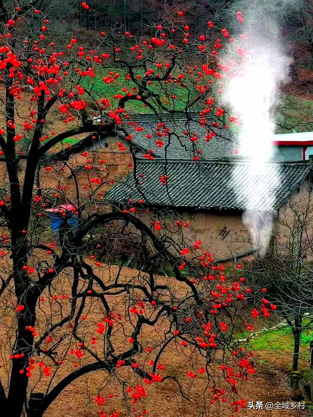 河南山村藏不住了！火红柿海+绝美秋景免费赏，随手拍都是大片！