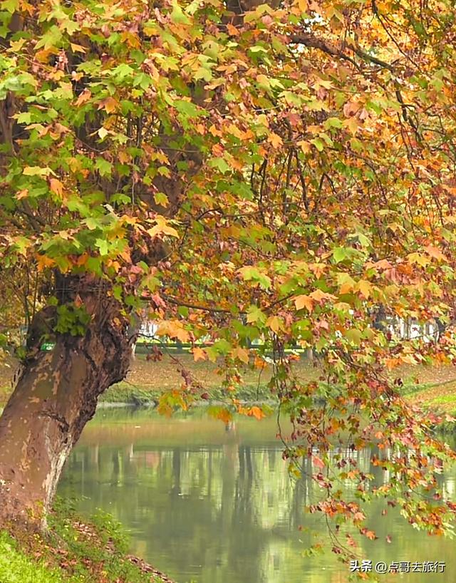 成都4大梧桐观赏地，17公里金色隧道，超级壮观，地铁公交直达！