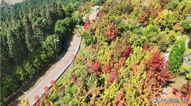 美上央媒！昆明红了！走走走，打卡最美枫景去，超全攻略速收藏→