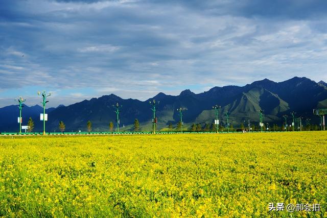 青海门源万亩油菜花海：登上四个观景点，各有风情入画来！