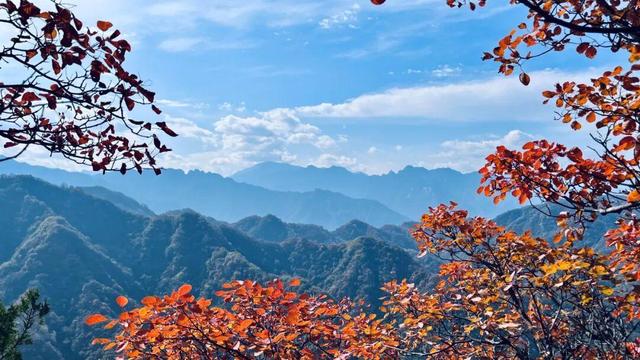 The Qinling Mountains in painted splendor｜秦岭彩叶大赏，美到“巅峰”