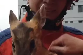 湖北保康：群众报警称河道附近，有一只头有些许像兔身像鹿的动物被困，蓝朋友上演“围追堵截”式救援图片