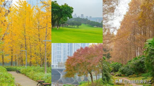 重庆主城6处遛娃赏秋宝藏地，公交地铁直达，收藏备用！