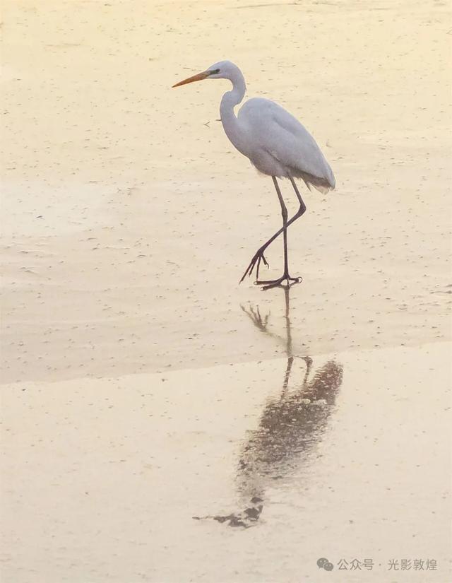 初冬，敦煌党河风情线白鹭翩跹