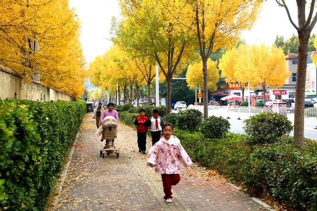 临沭开启“落叶缓扫”模式留住城市秋季美景