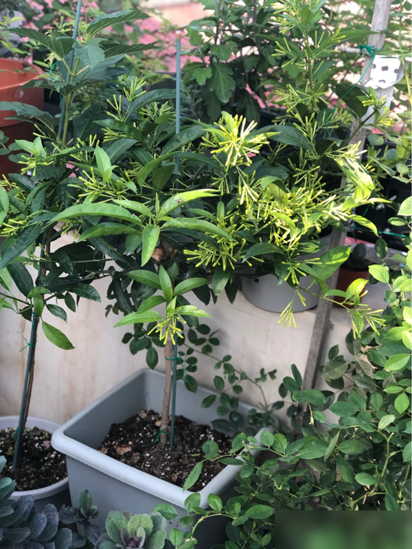 阴花不能进阳宅！这5种花“打死”也不养，家里若有？快挪走！#